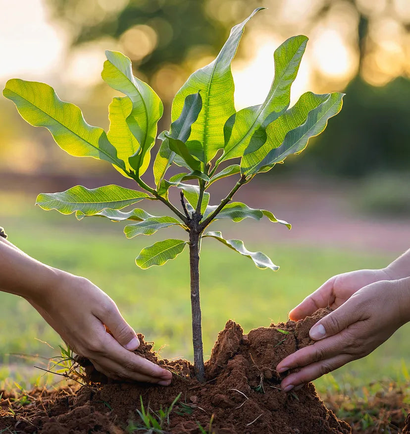 Ritual de plantar un arbol