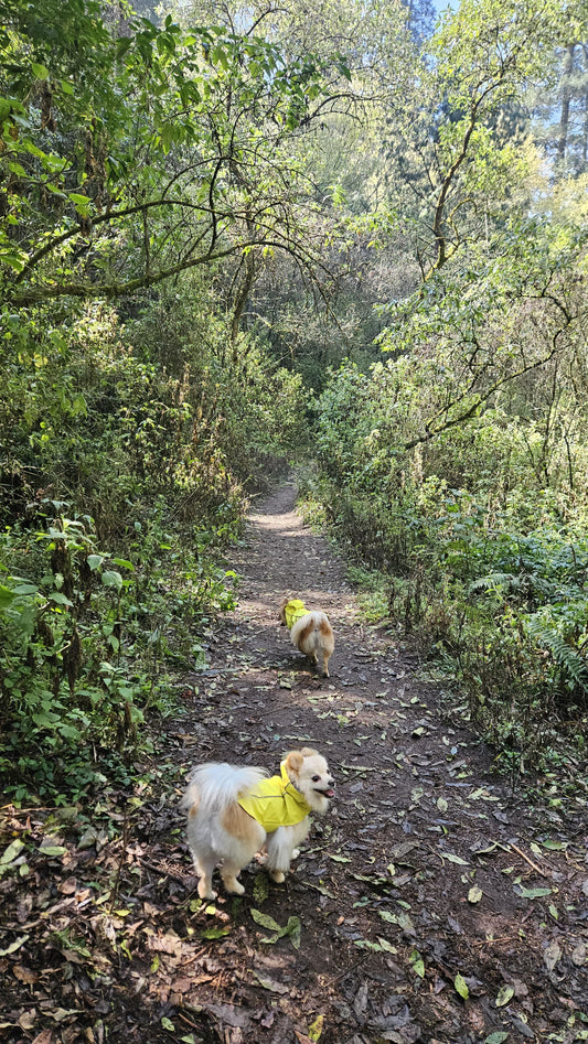 Día de aventuras con los peluditos